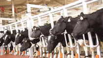 Doanh nhân Thái Hương và khát vọng nâng cao tầm vóc Việt