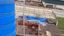 Kinh hoàng phát hiện xác chết đang phân hủy trên mái nhà