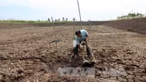 Hỗ trợ 231,5 tỷ đồng khắc phục hậu quả hạn hán và xâm nhập mặn