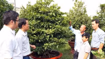 Mong mai Tết được mùa, đắt giá
