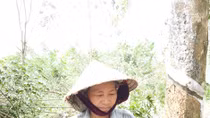 Nước mắt bên vườn cao su