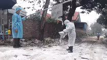 Cấm bán tháo gia cầm ở vùng dịch
