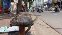 Bát nháo "chợ" thú rừng dịp cuối năm