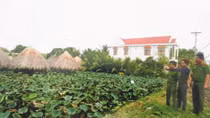 Giữ bình yên vùng đất sen hồng