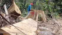 Truy tìm lâm tặc phá rừng khu vực Nam và Bắc Trà My