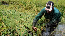 Mưa lớn khiến nông dân miền Tây “khóc ròng”