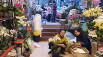 Thị trường hoa, cây cảnh Tết: Giá cả ổn định, người mua thỏa sức lựa chọn