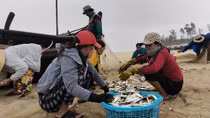 Ngư dân đánh bắt gần bờ trúng đậm “lộc biển”