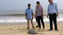 Liên tiếp phát hiện rùa quý hiếm trong Sách đỏ lạc vào bãi biển