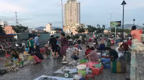 Đi tìm "thần dược" cá ngựa
