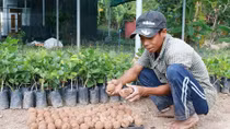 Ứng dụng “bom hạt giống” tái tạo hệ thực vật vùng khô hạn