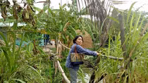 Người phụ nữ Nhật đam mê làm "nông nghiệp sạch" trên đất Việt