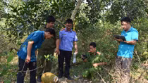 Phòng, chống trộm cắp tại nhà vườn ở miền Tây