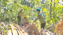 Khởi tố vụ án hình sự phá rừng ở phía Tây Nam Phú Yên