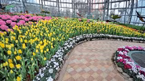 Lễ hội hoa Tulip lớn nhất Việt Nam tại Vinpearl Nha Trang