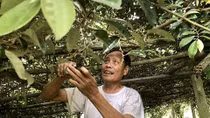 Dâu, nhót được mùa, nhưng không là cây chủ lực
