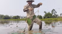 Phát triển thương hiệu “Sen Huế” bền vững