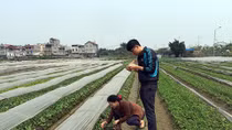 Bao giờ giải được bài toán thực phẩm sạch?
