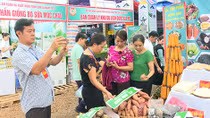 Lên Mộc Châu, vui Tết độc lập