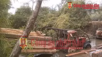 Ai đã bao che đường dây gỗ lậu của ông trùm Phượng “râu”