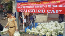 CSGT chung tay "giải cứu" củ cải cùng bà con nông dân