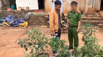 Xen canh cây cần sa trong rẫy cà phê 