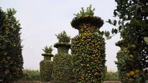 Thăm vườn quýt lục bình khổng lồ