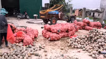 Bí đỏ rớt giá, nông dân rớt nước mắt