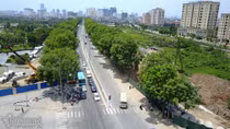 Hà Nội cần hàng tỷ đồng chặt, bứng 4.000 cây xà cừ