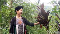 Kỳ bí bài thuốc "trời sáng gà gáy" của người Dao