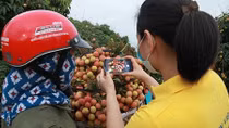 Bưu điện Bắc Giang hỗ trợ nông dân tiêu thụ hàng chục tấn vải, dứa, na mỗi ngày