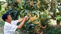Nhà vườn miền Tây lo lắng thời tiết ảnh hưởng cây trái phục vụ Tết