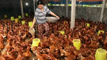 Lại đến lượt thịt gà, trứng gà... mất giá