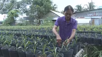 Nhiều cây, trái “độc, lạ” dịp Tết Mậu Tuất 2018