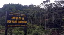 Thu hơn 490 tỷ đồng từ dịch vụ môi trường rừng