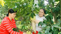 Nông dân miền Tây lo ngại thất thu vụ trái cây Tết