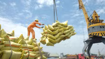 Bác bỏ thông tin gạo Việt Nam không đạt chất lượng