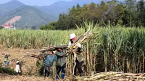 Nông dân và doanh nghiệp mía đường đang "ngồi trên đống lửa"