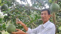 Lão nông thất thập và ước mơ tiến sĩ