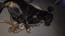 Rắn hổ mang cắn chết chó Pitbull nặng gần 60kg