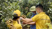 Đưa nhãn và nông sản tỉnh Hưng Yên lên sàn thương mại điện tử