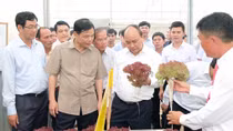 Thủ tướng thăm mô hình nông nghiệp sạch tại Lâm Đồng