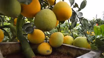 Bưởi bonsai dành cho đại gia đổ bộ Hà Nội