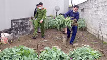 Xử lý nghiêm hành vi trồng trái phép cây thuốc phiện