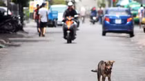 Cảnh báo tình trạng chó thả rông, không rọ mõm trên phố