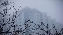 Hà Nội mưa rét ngày cuối tuần, chất lượng không khí ở mức kém