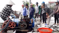 Nguyên nhân làm hơn 120 tấn cá chết ở Hà Tĩnh