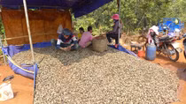 Đề phòng bị lừa khi bán nông sản