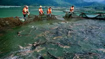 Chặn cá tầm không thuần chủng “bơi” vào Việt Nam