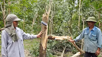 Nông dân trồng cao su méo mặt vì bão